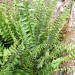 Christmas Fern